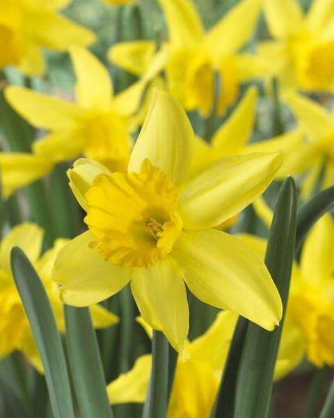 Daffodil February Gold