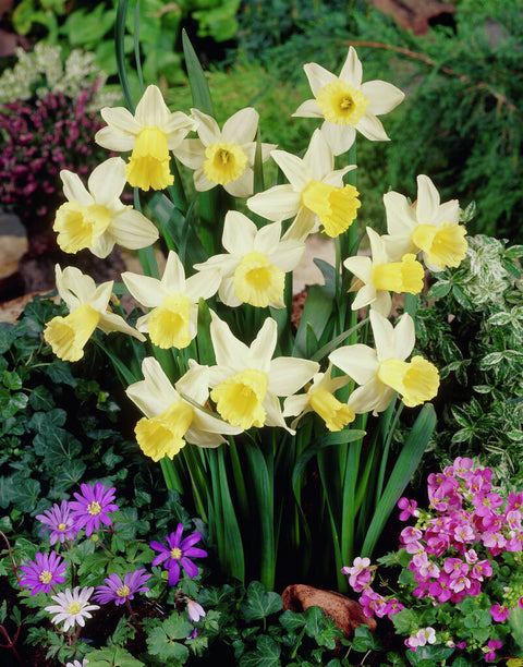 Narcis February Silver
