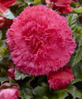 Begonia fimbriata roze