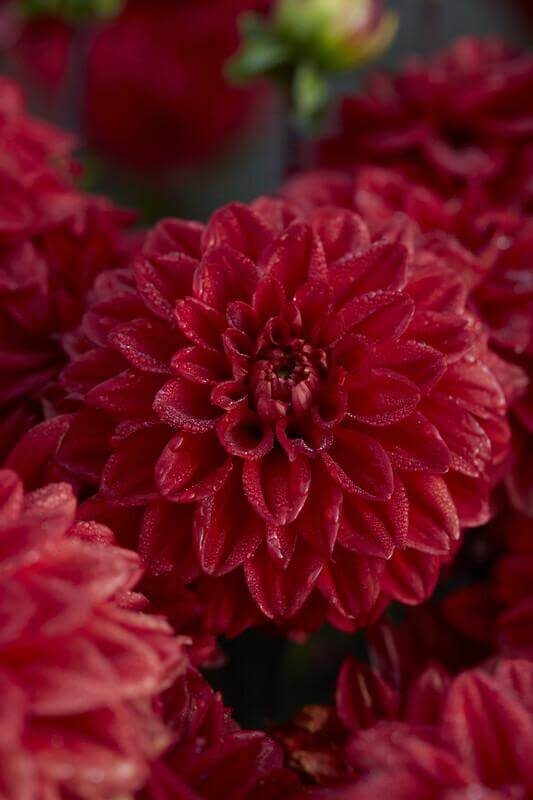 Dahlia bloembollen assortiment