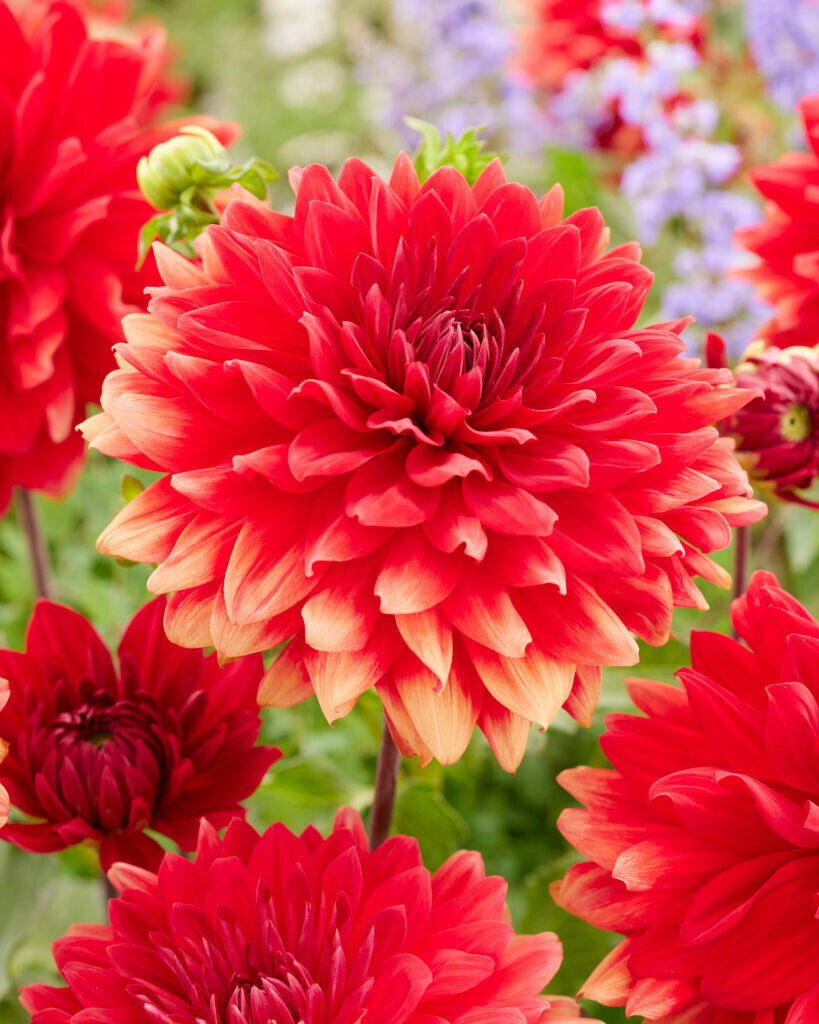 Dahlia bloembollen assortiment