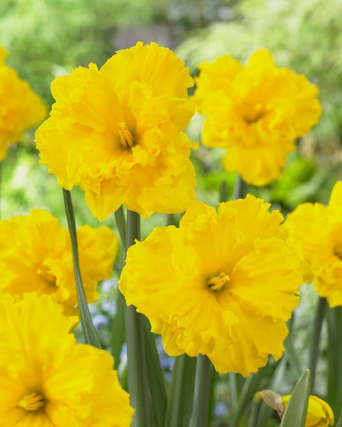 Narcis Gold Disc