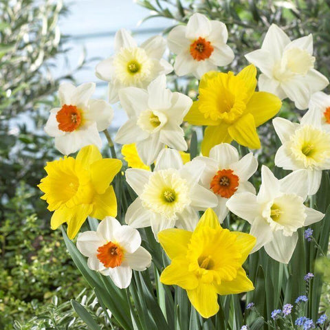 Large-flowered daffodils mix