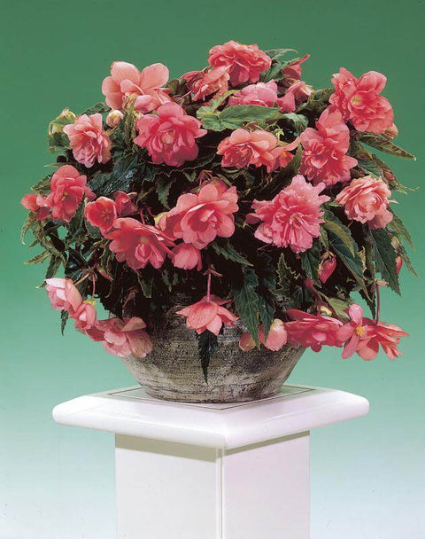 hangbegonia cascade roze