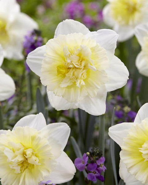 Daffodil Ice King
