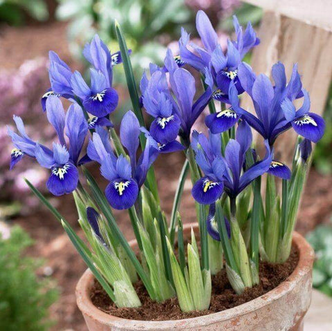 Ирис сетчатый Алида (Множество фото!) - oboyplus.ru