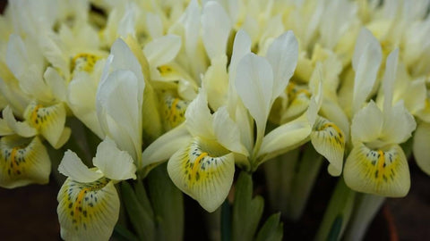 Iris Reticulata Katherine's Gold