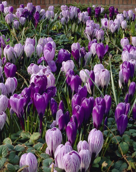 Crocus King of the Striped
