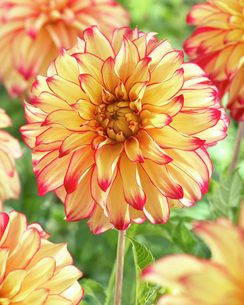 Dahlia bloembollen assortiment