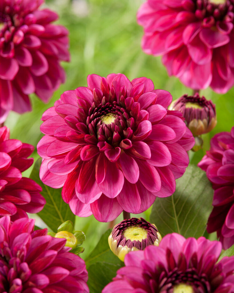 Dahlia bloembollen assortiment