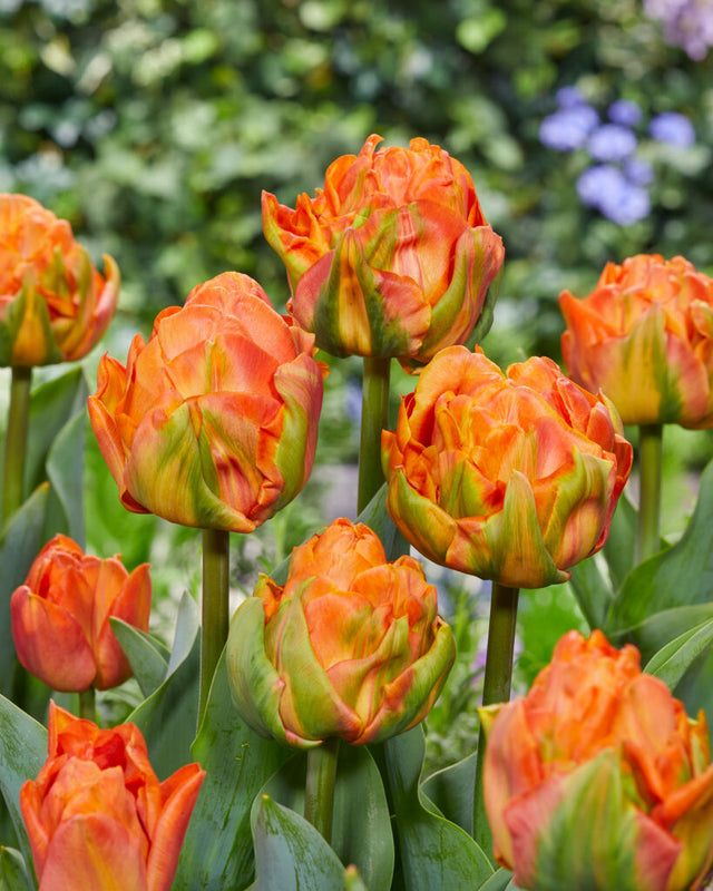Lorenzo – Floratuin