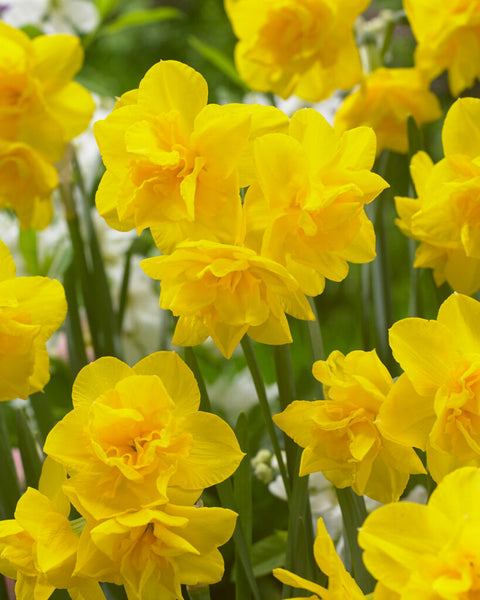 Daffodil Golden Delicious