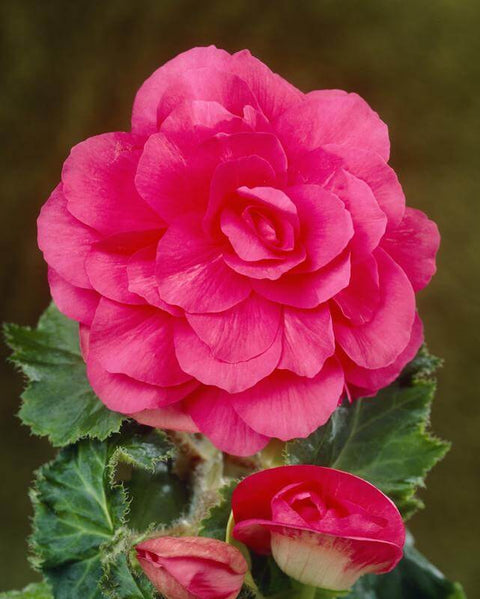 Begonia non stop roze