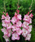 roze grootbloemige gladiool gladiolus My Love
