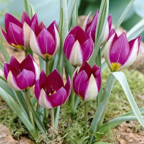 Specie tulip Persian Pearl
