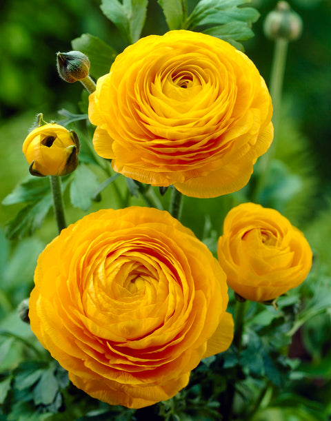 gele ranonkels ranunculus geel bloemen