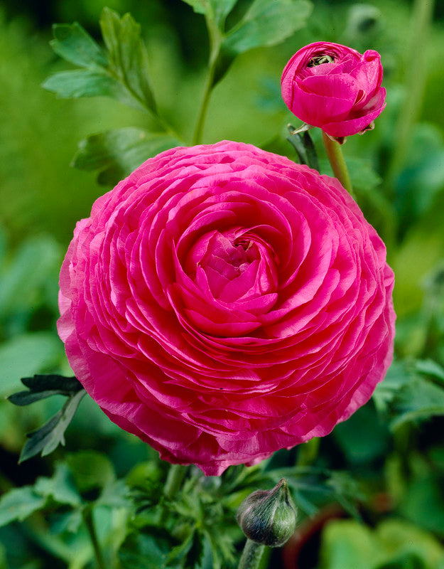 Ranunculus Pink – Floratuin