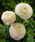 witte ranonkels bloemen ranunculus