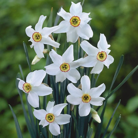 Narcissus Recurvus