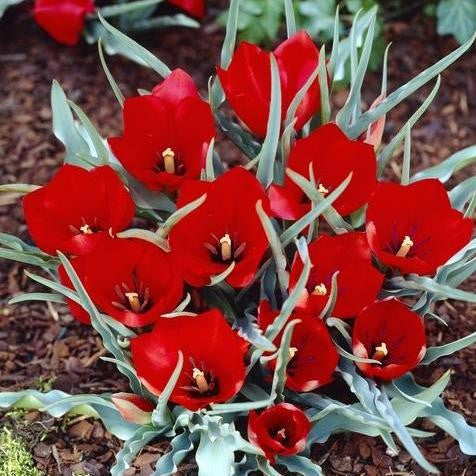 Specie tulip Red Hunter