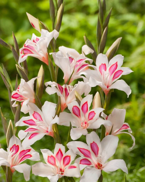 wit roze kleinbloemig gladiool gladiolus nanus Prins Claus