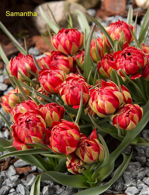 Specie tulip Samantha