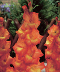 oranje grootbloemige gladiool gladiolus Live Oak