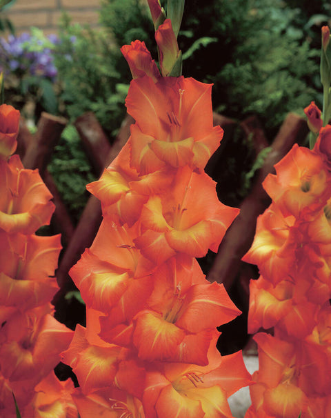 oranje grootbloemige gladiool gladiolus Live Oak
