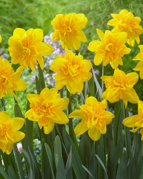 Daffodil Sunday Star