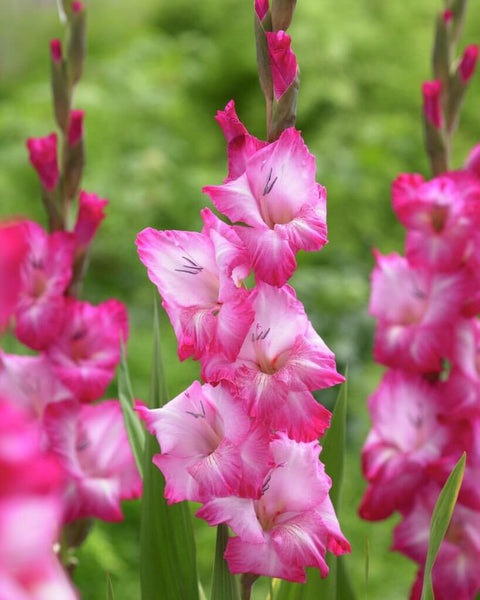 roze grootbloemige gladiool gladiolus Cantate