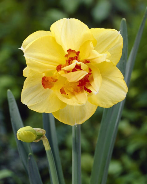 Daffodil Tahitian