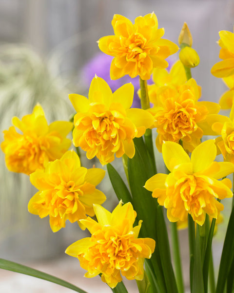 Daffodil Tete Boucle