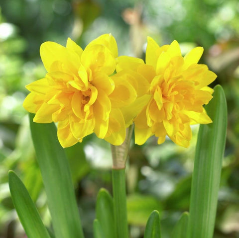 Narcis Tete Boucle