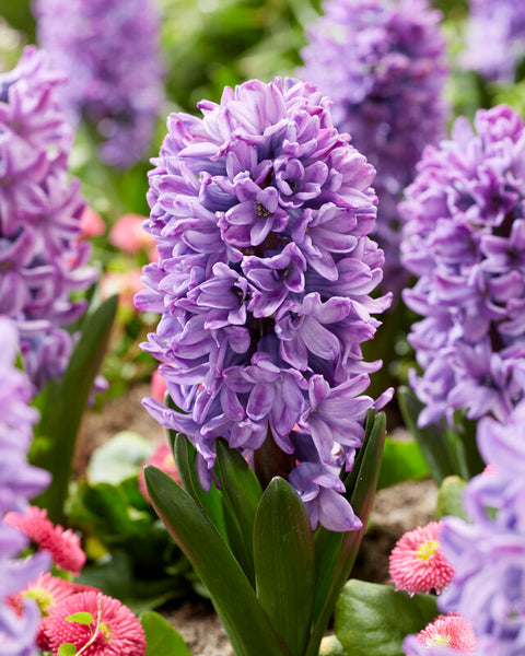 Hyacinth Violetti Star