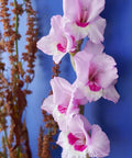roze met donkerroze gladiool grootbloemig gladiolus Zamora