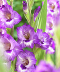 paarse gladiool grootbloemig gladiolus Vista