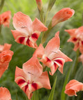 zalmkleurige zalm kleur gladiool kleinbloemig gladiolus nanus Nathalie