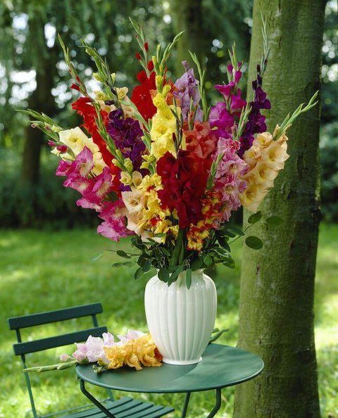 gladiolus gemengd gemengde kleuren grootbloemig