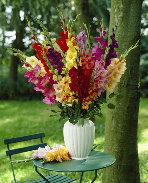 Gladiool grootbloemig mix